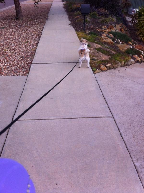 Crazie_Cat's tweet image. Loving the beautiful summery breeze what out walking the fur baby #bendigo #almostSpringtime