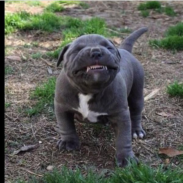 201452Sam's tweet image. Cheese