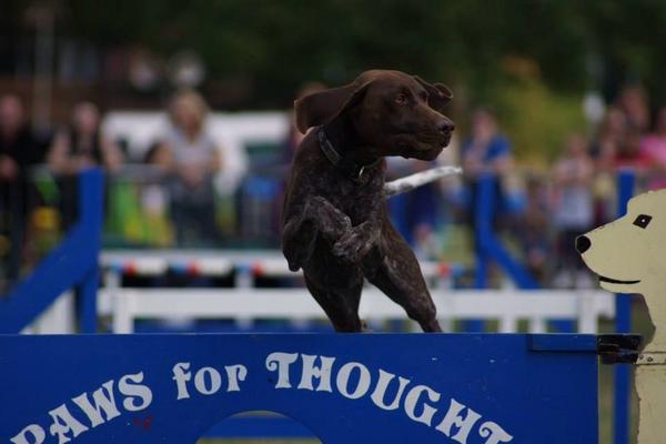 PFTDogDisplay's tweet photo. We're off to @LlangynidrShow tomorrow :) http://t.co/7D2Nb6MXzT
