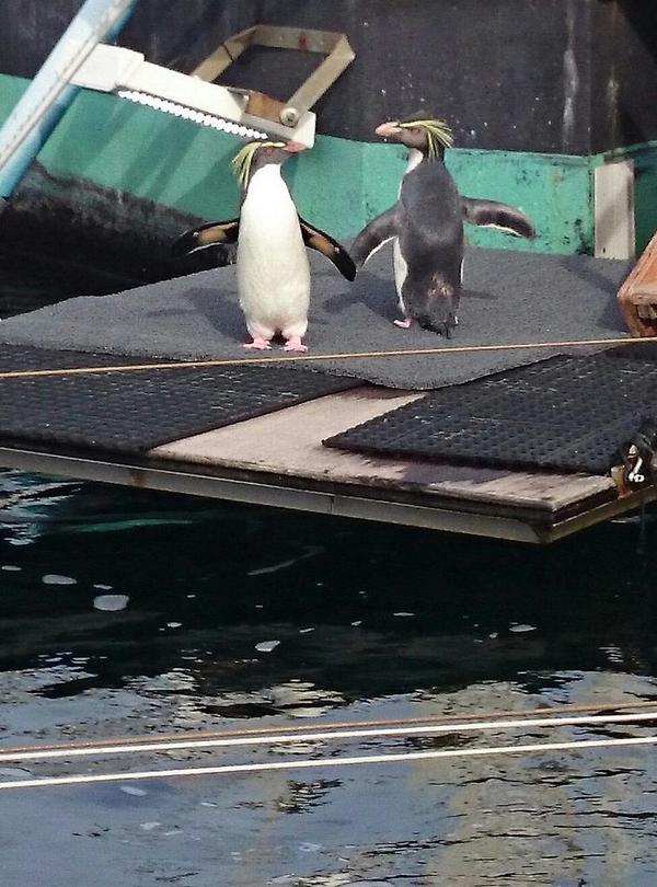2oceansmikef's tweet photo. Ok, everybody in the pool! Rockhopper penguins in the Kelp Forest @2OceansAquarium now. http://t.co/3EnO1og2Zg