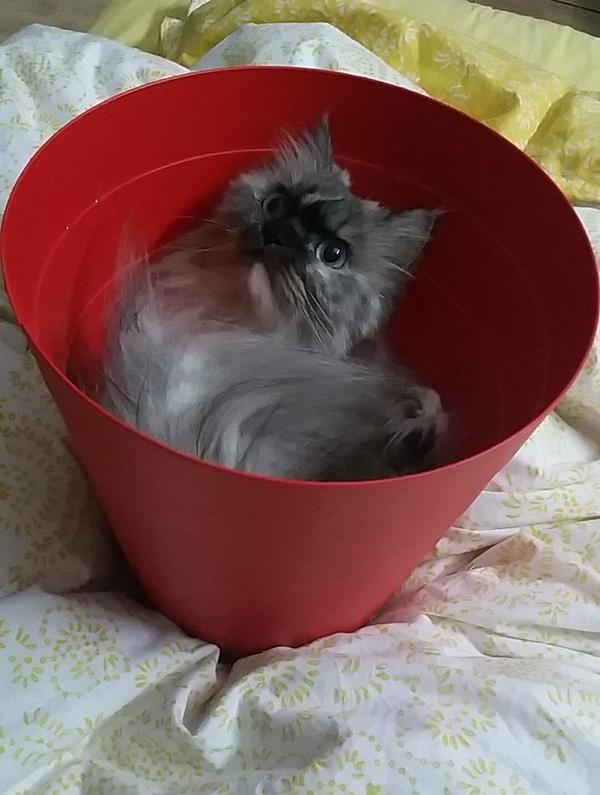 reemaku_'s tweet photo. #catbucketchallenge http://t.co/axT9kug2bR