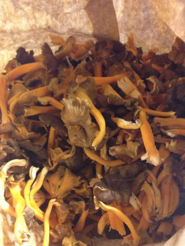 Will Devlin tweet media