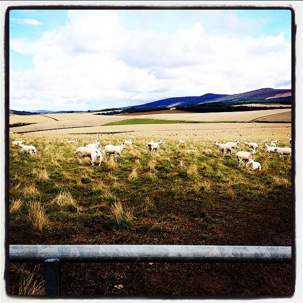 Good Morning sheep, good morning countryside, good morning life! #scotland