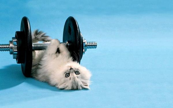 JamieBurton22's tweet photo. Exercise Can Be Hard, Unless Your Cat Is Helping You http://t.co/2hWpDMq3bB http://t.co/7a0H8oRo3c