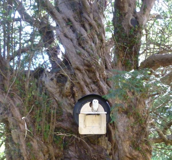 vickyewart's tweet photo. @wildlife_posts 5000 Barn Owls die on roadsper year. They can win race against extinction #FormulaOne #BarnOwl House http://t.co/UvmeNbs509