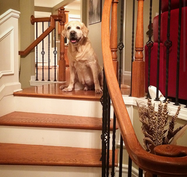 HunterYellowLab's tweet photo. Good morning. Welcome to my home. 
#Saturday #home #dogs #labradors #playtime #pets #hospitality #southernhospitality http://t.co/bCfO3QUPQV