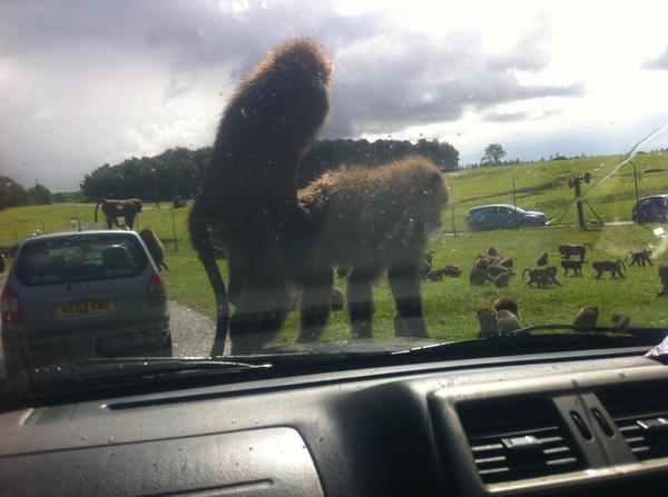 loopylisa69's tweet image. Oh dear rude monkeys &amp;amp; on our new beast of a car !!! #monkeyporn