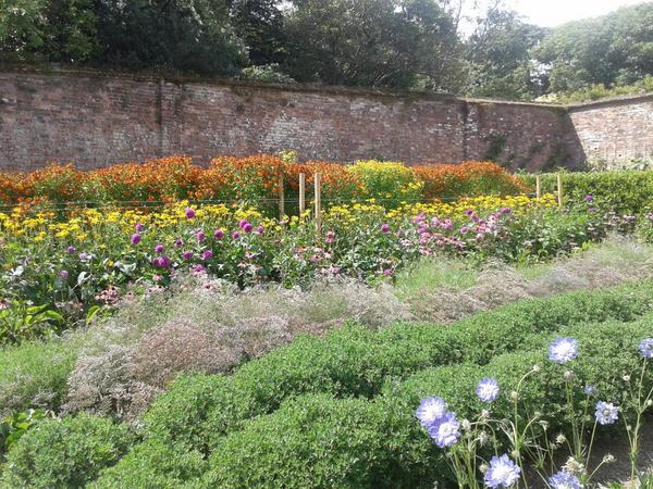 trezenara's tweet photo. Fab day out @HeliganGardens yesterday. Lots of lovely flowers and very cute piglets. #gardens #cutepiglets http://t.co/KrYlbpuYT1