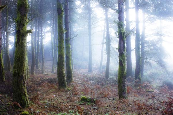 “Every dreamer knows that it is entirely possible to be homesick for a place you've never been to" - Judith Thurman