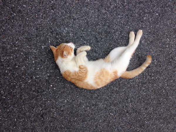 don't worry, kevin is alive and well❤️❤️