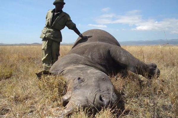 Salon's tweet image. &quot;This is a war&quot;: Conflict photographer @katebrooksphoto takes on Africa&apos;s poaching crisis slnm.us/3cebyh9