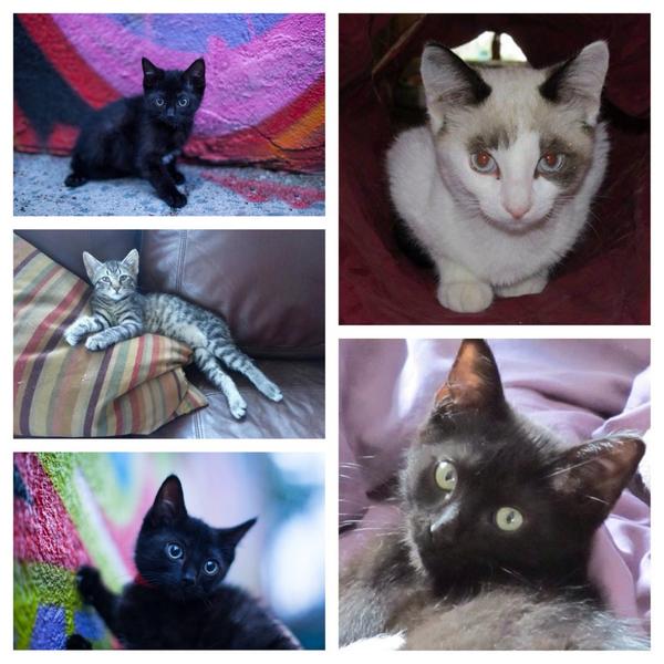 PawsCoTeam tweet picture
