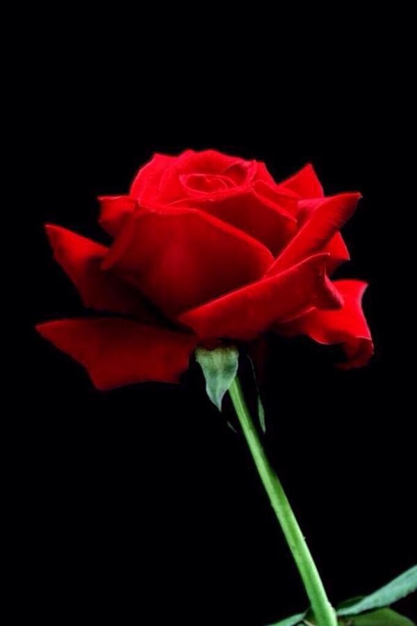 Sjdammer's tweet photo. “@LunaLiuLlat: @Rph360 @Sjdammer @Vodor2009 @GoddesssOfLovve @MxGxWxVx @OfficialJoshS26 @MuzikkZone http://t.co/hvNdKh7oUL”