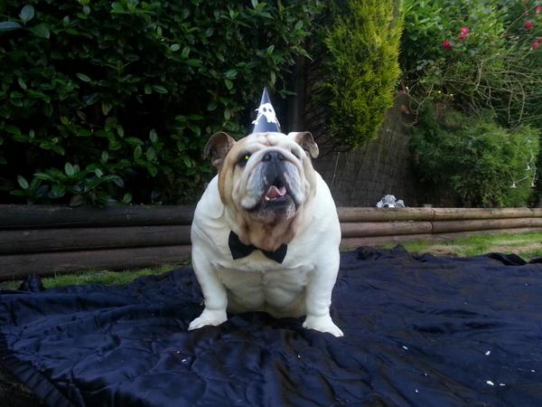 123busterbully's tweet photo. 8 Today Happy Birthday Buster !!!! http://t.co/RWPhwppgCF