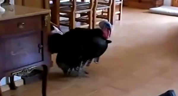 Anasj12's tweet photo. Un pavo se arranca con un 'taconeo' al escuchar flamenco [VÍDEO] http://t.co/XeEaPQe0Ry http://t.co/x7sPS1HtiY" @Anuki_am @mvortiz22