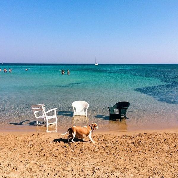 AllAbout_Travel's tweet photo. Even #TLDogs go in search of the perfect beach chair. #howisummer at @flyinnbeach courtesy of @sezgiolgac. by tra... http://t.co/W4Znze4E3a