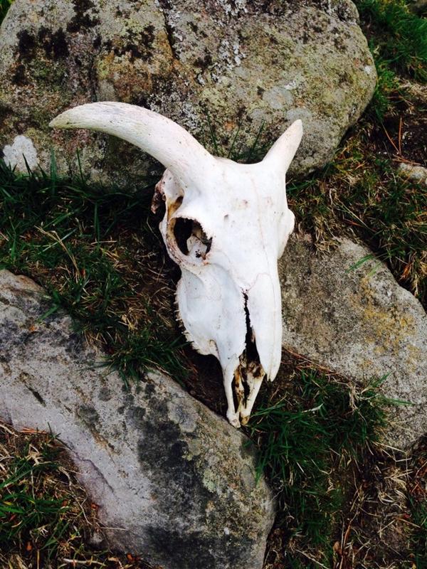 stephei's tweet image. Let this be a warning to other sheep. #skullattack