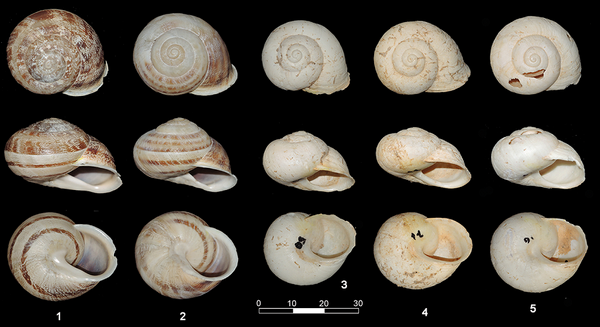 #archaeology: Palaeolithic diet included snails 10,000 years earlier than previously thought archaeologynewsnetwork.blogspot.com/2014/08/palaeo…