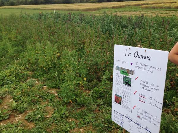Présentation du MAPAQ de la parcelle de Quinoa au Groupe de relève agricole de la Vallée à AMQUI <a href="/LaFraq/">Francesca Quisini</a>
