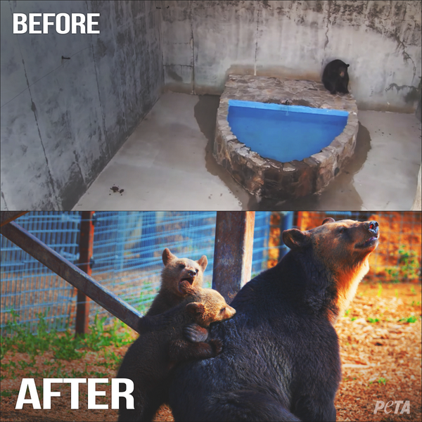 peta's tweet photo. TEARS OF JOY: Watch mother bear's journey from concrete pit to happy days w/ cubs at sanctuary http://t.co/OafZcVcuoZ http://t.co/vMrkIWybDc