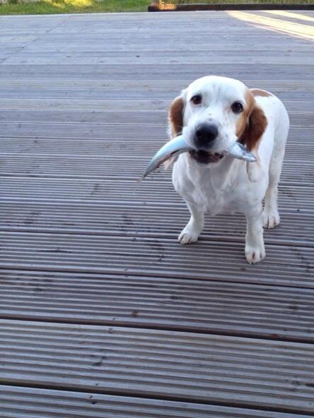 ColonsayBrewery's tweet photo. Out fishing again. Our dog loves fish. Eats them raw and whole.  #colonsay #dogsandfish #colonsayseafood http://t.co/rpwdqgWZ16