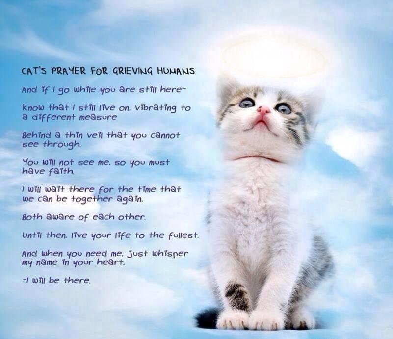 Margie Shafer On Twitter Cat S Prayer For Grieving Humans