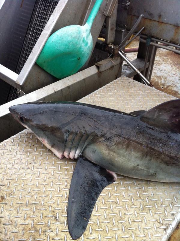 Look who stopped by for lunch. Another happy customer for BFS! #local #seafood #sharkweek ps...it swam away fine!