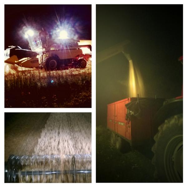 SirkkuMakela's tweet photo. #kauraa yötä myöten,ennen sadetta.Lämmin eloyö kannustaa puimaan.#NewHolland hurraa,vilja tuoksuu. http://t.co/zP2EoaDhU0