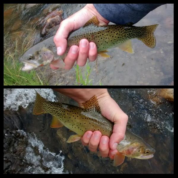TysonSTL's tweet image. Good day on the river with my brotha! @TjMart5 #5fish #cutthroats #flyfishing #loganriver