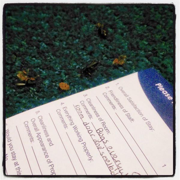 LeftOverJunk's tweet image. Just chilling with my new "friends" at the @motel6. #Deadbugs everywhere in room. #yucky #EarlyCheckout? Yes