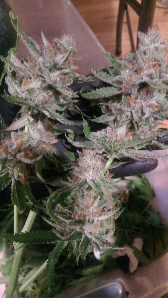 AbsoluteExtract's tweet image. The best starting material produces the best results.