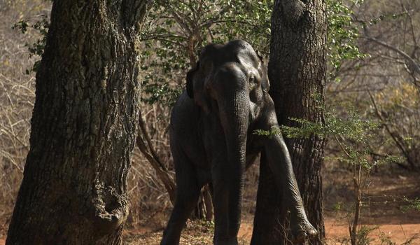 Newsweek's tweet image. The world's most expensive coffee comes from elephant poo trib.al/QGSqiUH