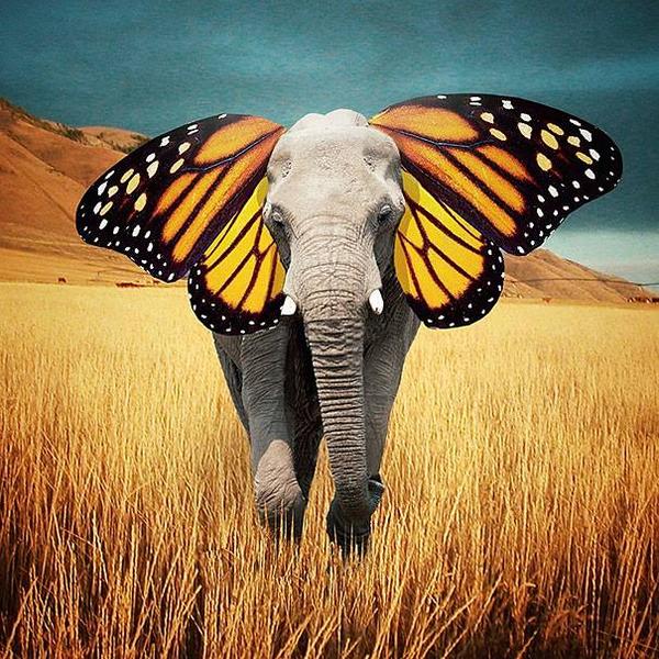 DianeKeys11's tweet photo. #animals #elephant #hybridanimals #butterphant @psyhigh bio studnts master hybrid genesplicing- butterphant is born http://t.co/eMWVnFehCr