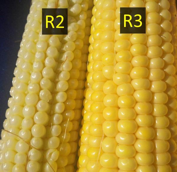 P deficiency delays devlpmnt. Pic: same hybrid &amp; planting date. R3 ear had P in starter. #OntAg #FertTrial
