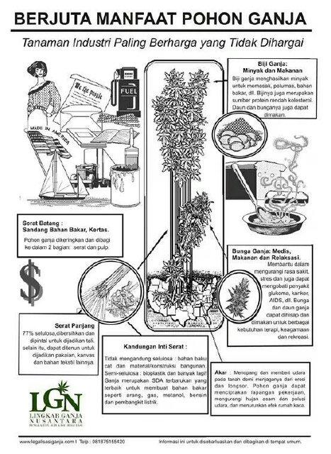 menurut ada pohon ini patut di legalkan apa tidak??