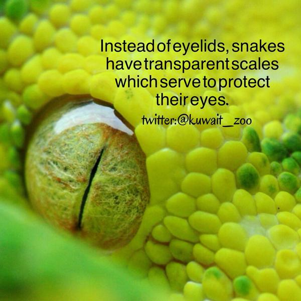 kuwait_zoo's tweet photo. Instead of eyelids, #snakes have transparent scales which serve to protect their #eyes. #dyk http://t.co/xaQtxeJO55 http://t.co/K9M9k9gJe5