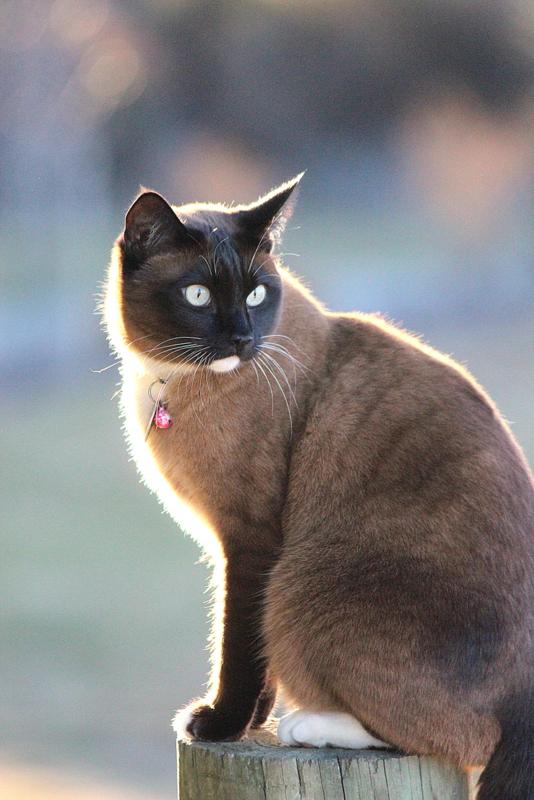 Bozzy our Bossy Burmese enjoying the springlike evenings in Wanaka #cats #giggatownwanaka