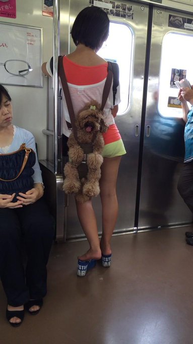 これは犬の虐待なの 人と犬の出会い そこから生まれる 愛と絆 この子と人生歩めたら