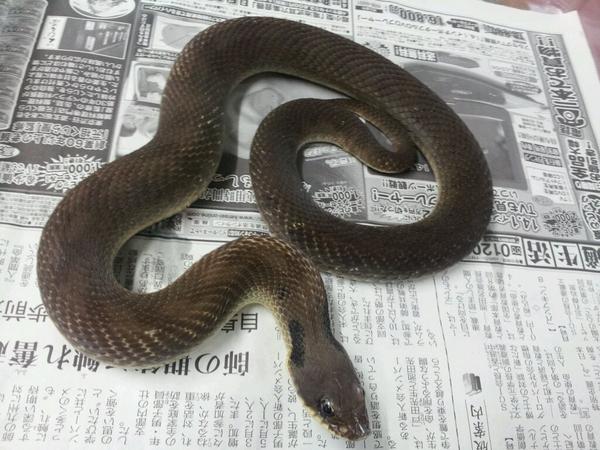 爬虫類ショップ アライブ Alive デイトナ便 トウブシシバナヘビ チャコール 日本未入荷のタイプです Http T Co 4nr4f7bdhg Twitter