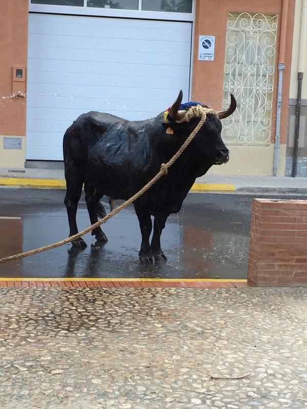 GDMachancoses's tweet photo. Bou en corda, Monserrat http://t.co/ULCpqGyqxs