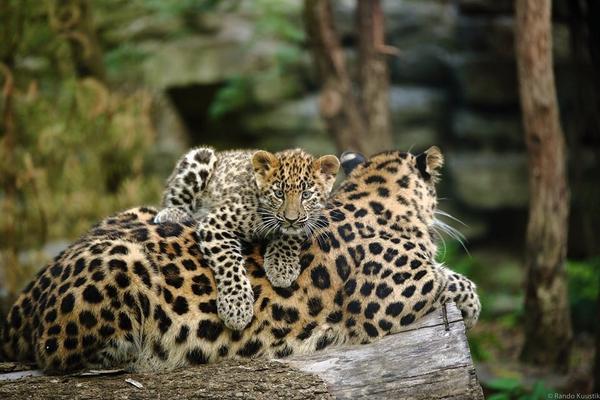 tallinnzoo's tweet photo. Our Amur leopard cubs are doing great #tallinnzoo http://t.co/RF0JE7i9LS