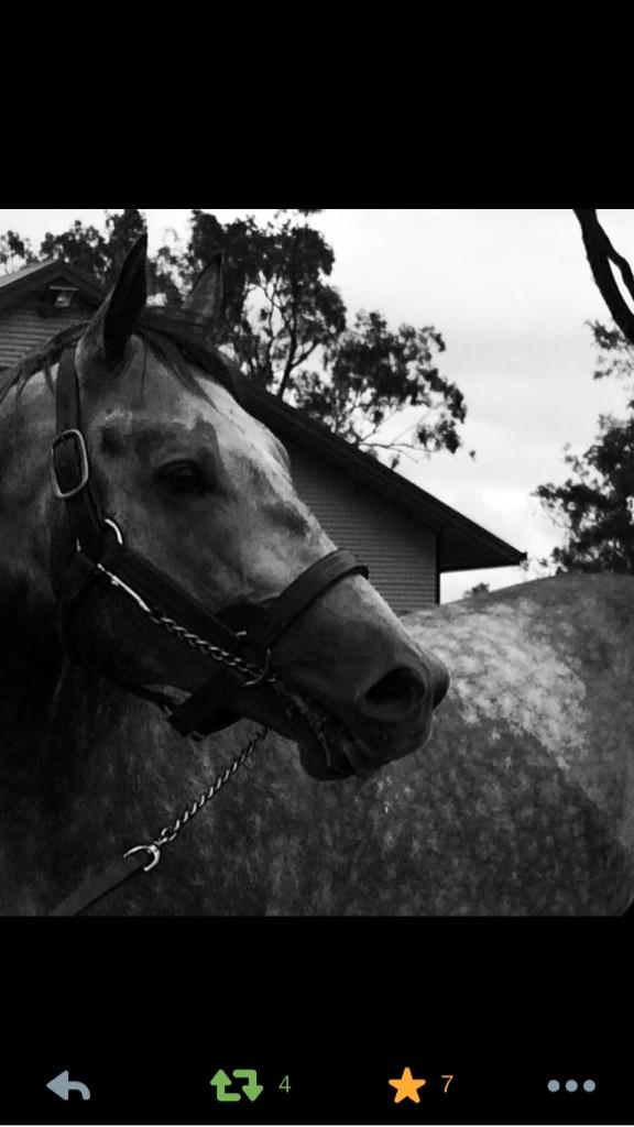 NewgateFarm's tweet photo. Thanks for all the incredible compliments we received over the weekend about THE FACTOR #SoGoodLooking http://t.co/4im3YewsVT