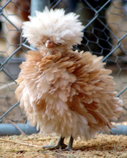 CaspersCreature's tweet image. Chickens are the coolest animals. Picture from backyardchickens.com/t/308585/buff-…
