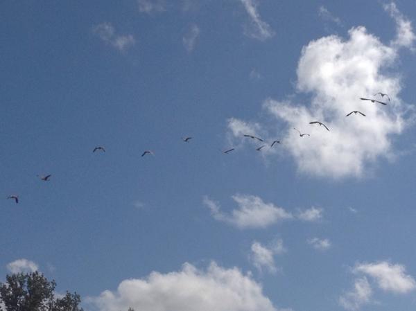 Murch_Matt's tweet image. Lots if birds do by #Canoeing @WPScoutingFair