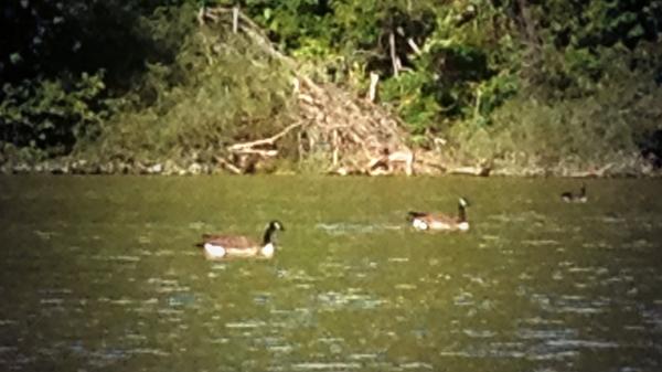 Murch_Matt's tweet image. Lots if birds do by #Canoeing @WPScoutingFair