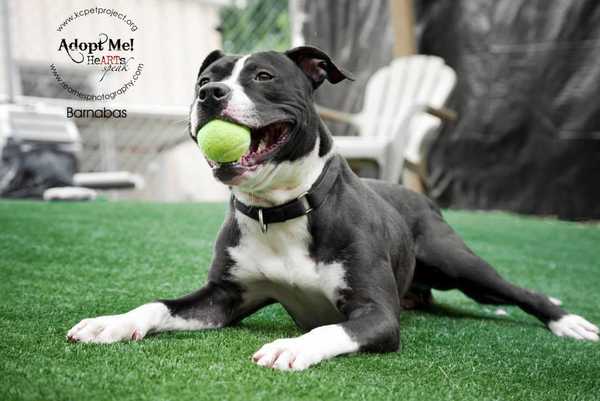 HeARTsSpeakOrg's tweet photo. Barnabus gets his happy on @kcpetproject! He's definitely today's #PhotoOfTheDay. #perfectexposure http://t.co/bGBXDKP3Mx
