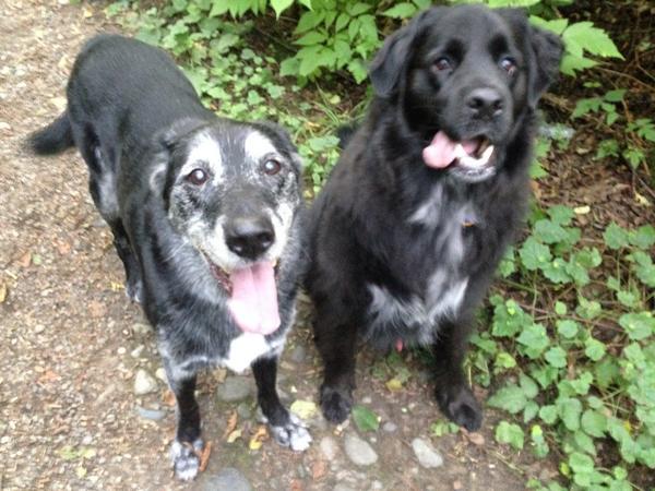 Runthosedogs's tweet image. Hiking with these sweet boys!! #dogrunner #lovemyjob #runthosedogs #dogsarefamily