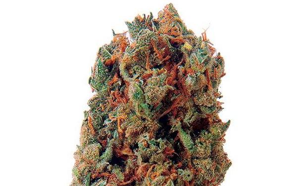 HIGH_TIMES_Mag's tweet photo. #StrainSolution: ADD/ADHD—http://t.co/cebo2LZ1of http://t.co/gRksPewZ1K