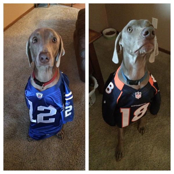 andrew luck dog jersey