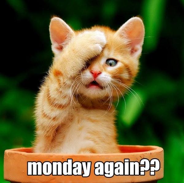 Image result for monday already images